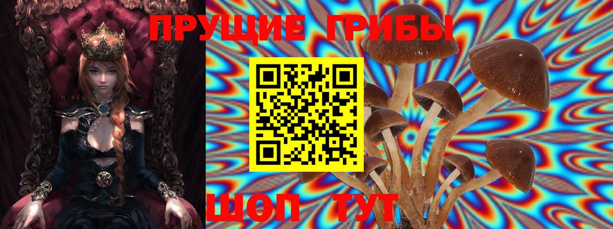 Галлюциногенные грибы Psilocybine cubensis Магадан